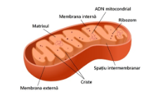 ADN mitocondrial